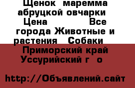 Щенок  маремма абруцкой овчарки › Цена ­ 50 000 - Все города Животные и растения » Собаки   . Приморский край,Уссурийский г. о. 